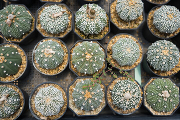 Top-down view of colorful cacti in small pots arranged in a grid pattern at a garden center or nursery for decorative indoor use