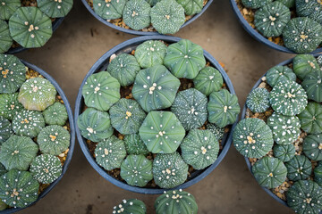 Top-down view of colorful cacti in small pots arranged in a grid pattern at a garden center or nursery for decorative indoor use