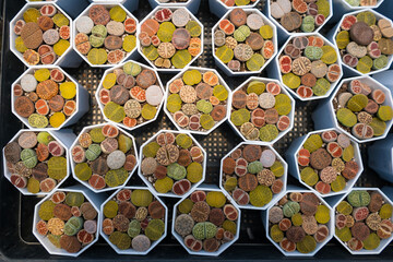 Top-down view of colorful cacti in small pots arranged in a grid pattern at a garden center or nursery for decorative indoor use