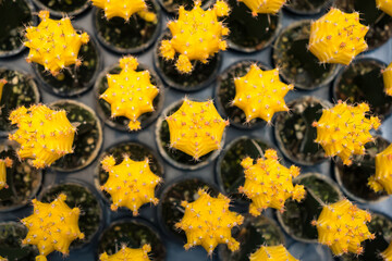 Top-down view of colorful cacti in small pots arranged in a grid pattern at a garden center or nursery for decorative indoor use