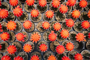 Top-down view of colorful cacti in small pots arranged in a grid pattern at a garden center or nursery for decorative indoor use