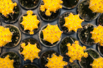 Top-down view of colorful cacti in small pots arranged in a grid pattern at a garden center or nursery for decorative indoor use