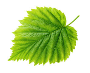 Close-up of a vibrant green leaf
