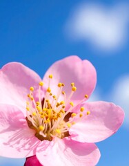 Close-up pink flower against blue sky