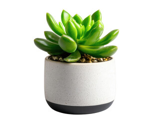 A close up of a bright green succulent plant in a white and gray pot against a black background