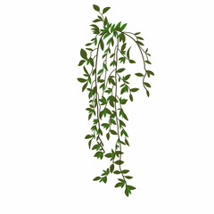 fresh rosemary isolated on white background Plants and ornamental plants aesthetic vector art