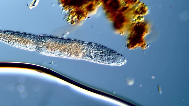 Microscopic view of Stenostomum freshwater flatworm moving in water