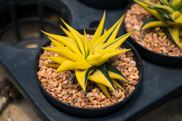 Close-up of a variegated star-shaped succulent plant in a black pot filled with small light-brown pebbles viewed from above