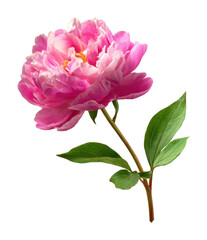 Elegant pink peony flower garden botanical nature isolated on transparent background