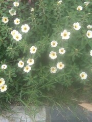 White Buttercup or White Alder in Green Garden: Bright Yellow-Centered Flowers in Fresh Outdoor Scene