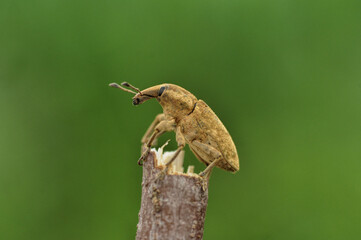colorado potato beetle