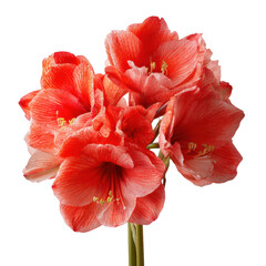 Vibrant amaryllis blooms botanical garden floral natural beauty isolated on transparent background