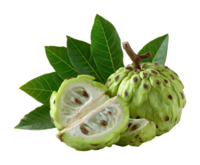 Harvesting cherimoya fruit tropical farm food outdoors isolated on transparent background