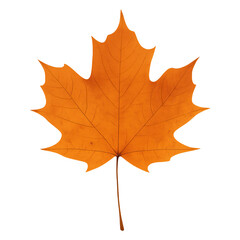 Fototapeta premium Real photo of single orange maple leaf with transparent background