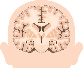 大脳の前頭断面 Cross section of the frontal cerebrum