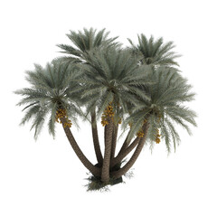 Majestic group of date palms exhibiting delicate fronds, artistically rendered on a pristine