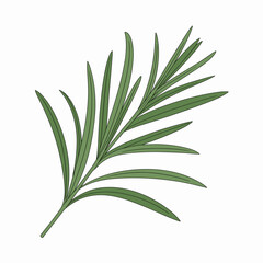 Fototapeta premium Fresh Tarragon Herb Vector Illustration