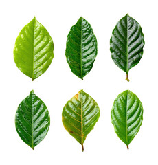 Leaf variations showcase nature botanical isolated on transparent background