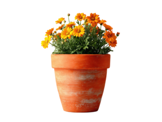 Orange daisy flowers in terracotta pot potted plant