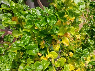 Fresh Green Leafy Vegetable Plant Close Up, Watercress Plant with Healthy Green Leaves, Organic Leafy Greens Growing in Garden, Fresh Herbal Plant with Green and Yellow Leaves, Close Up of Leafy
