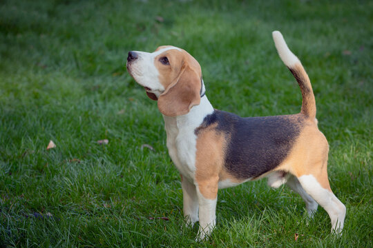 A beautiful The Beagle dog strolls through a summer meadow. Close-up.