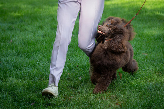 Handler shows a poodle dog at a dog show. A beautiful poodle dog poses at a dog show.