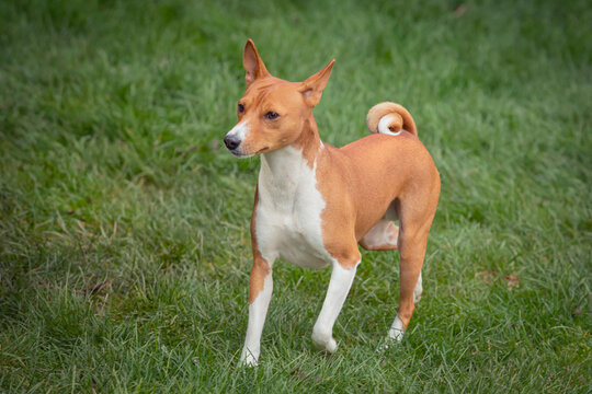 A beautiful The Basenji  dog strolls through a summer meadow. Close-up.