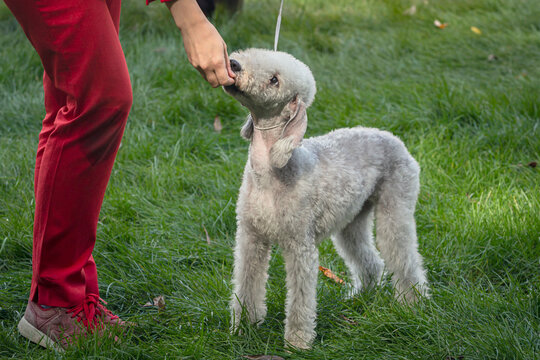 A beautiful Bedlington Terrier poses at a dog show