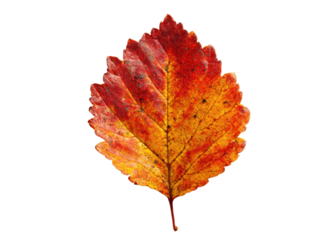 Autumn leaf vibrant red yellow gradient detailed texture orange