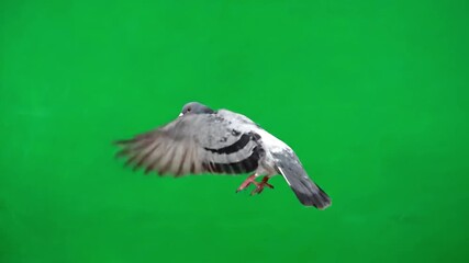 Flying pigeon bird green screen