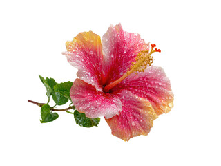Fototapeta premium Pink yellow hibiscus with water droplets green
