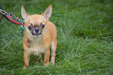 A beautiful Chihuahua dog strolls through a summer meadow. Close-up.