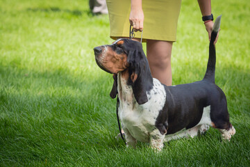 Handler shows The Basset Hound dog at a dog show. A beautiful The Basset Hound dog dog poses at a dog show.