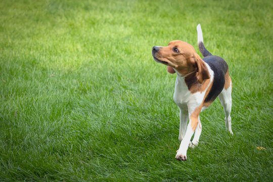 A beautiful The English Foxhound dog strolls through a summer meadow. Close-up