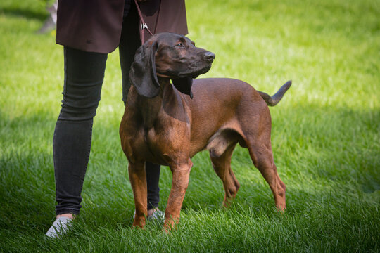 Handler shows The Bavarian Mountain Hound  dog at a dog show. A beautiful The Bavarian Mountain Hound  dog poses at a dog show.