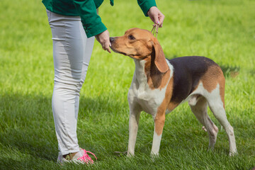 Handler shows The English Foxhound  dog at a dog show. A beautiful The English Foxhound  dog poses at a dog show.