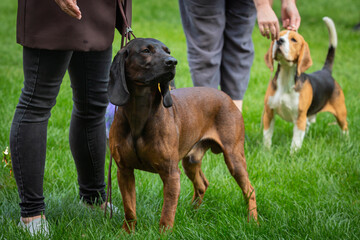 Handler shows The Bavarian Mountain Hound  dog at a dog show. A beautiful The Bavarian Mountain Hound  dog poses at a dog show.