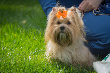 Handler shows The Yorkshire Terrier dog at a dog show. A beautiful The Yorkshire Terrier dog poses at a dog show.