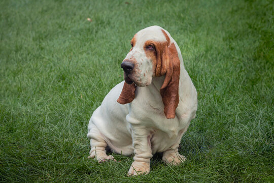 A beautiful The Basset Hound dog strolls through a summer meadow. Close-up.