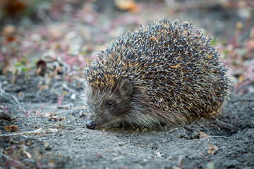 Close-up of a wild European hedgehog in an autumn garden.