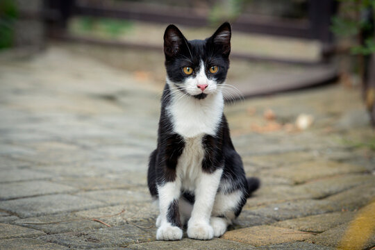 Portrait of a small black kitten with a white muzzle walking around the yard.