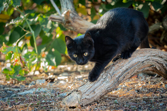 Portrait of a small black kitten walking in the yard