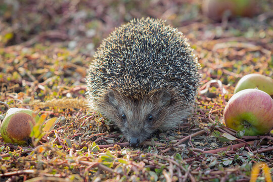 Close-up of a wild European hedgehog in an autumn garden.