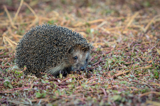 Close-up of a wild European hedgehog in an autumn garden.