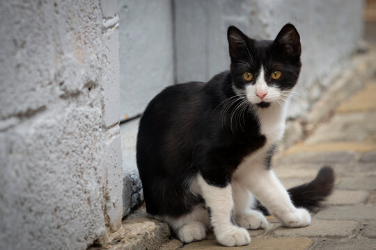 Portrait of a small black kitten with a white muzzle walking around the yard.
