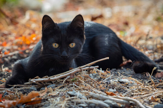 Portrait of a small black kitten walking in the yard