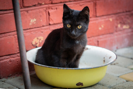 Portrait of a small black kitten walking in the yard