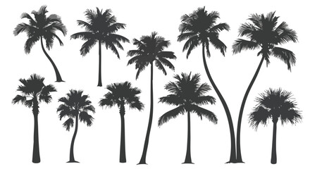 Silhouetted collection of diverse palm trees, showcasing varying shapes and sizes against a white background.