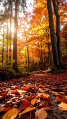 Autumn forest path (2)