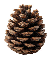 Fallen pine cone on forest floor nature scene isolated on transparent background